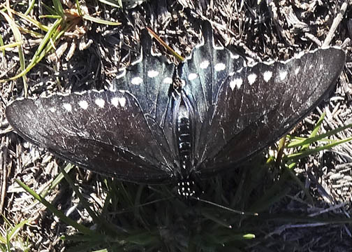 Pipevine swallowtail